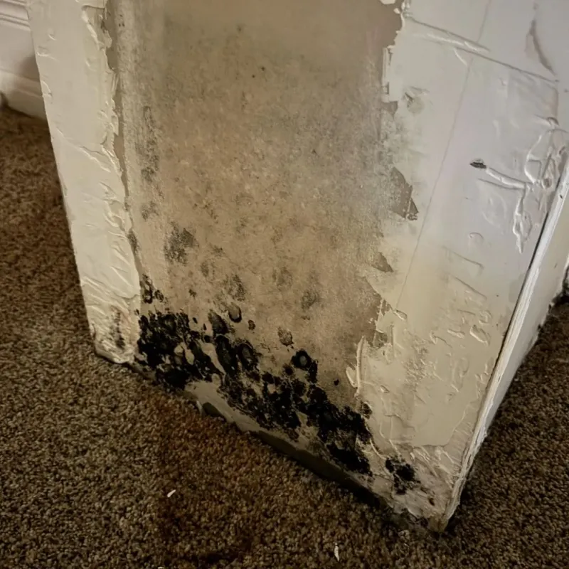 Professional Mold Removal in Syracuse, KS